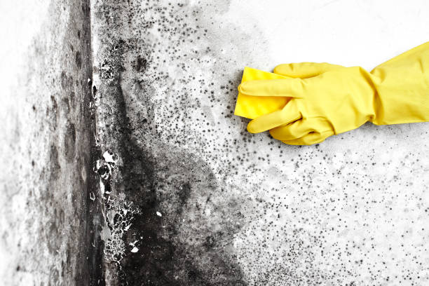 Best Professional Mold Removal  in Mountainair, NM