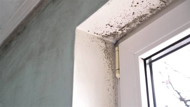 Best Residential Mold Removal  in Mountainair, NM