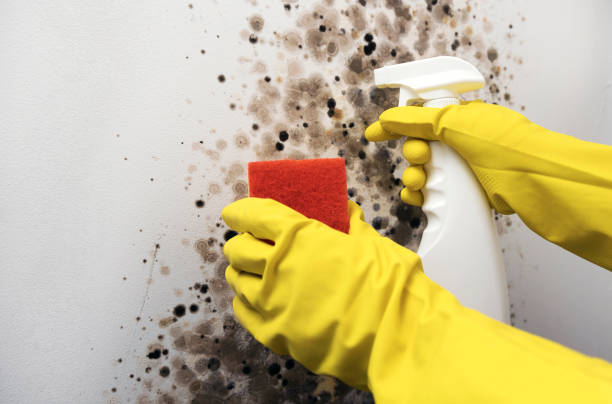 Best Home Mold Removal  in Mountainair, NM
