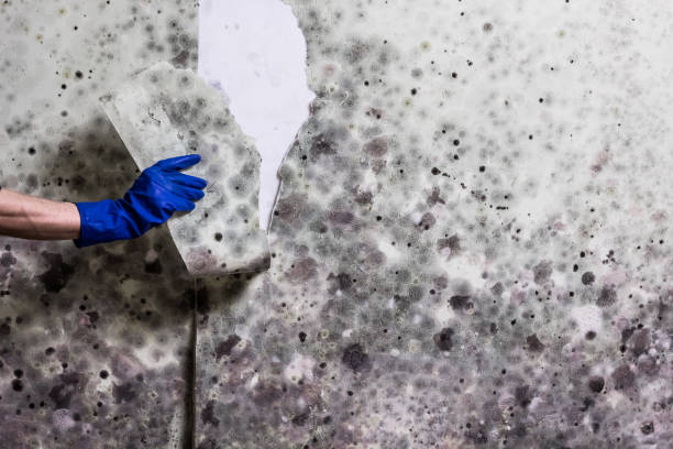 Best Certified Mold Removal  in Mountainair, NM