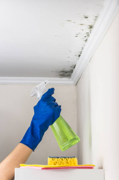 Best Commercial Mold Removal  in Mountainair, NM